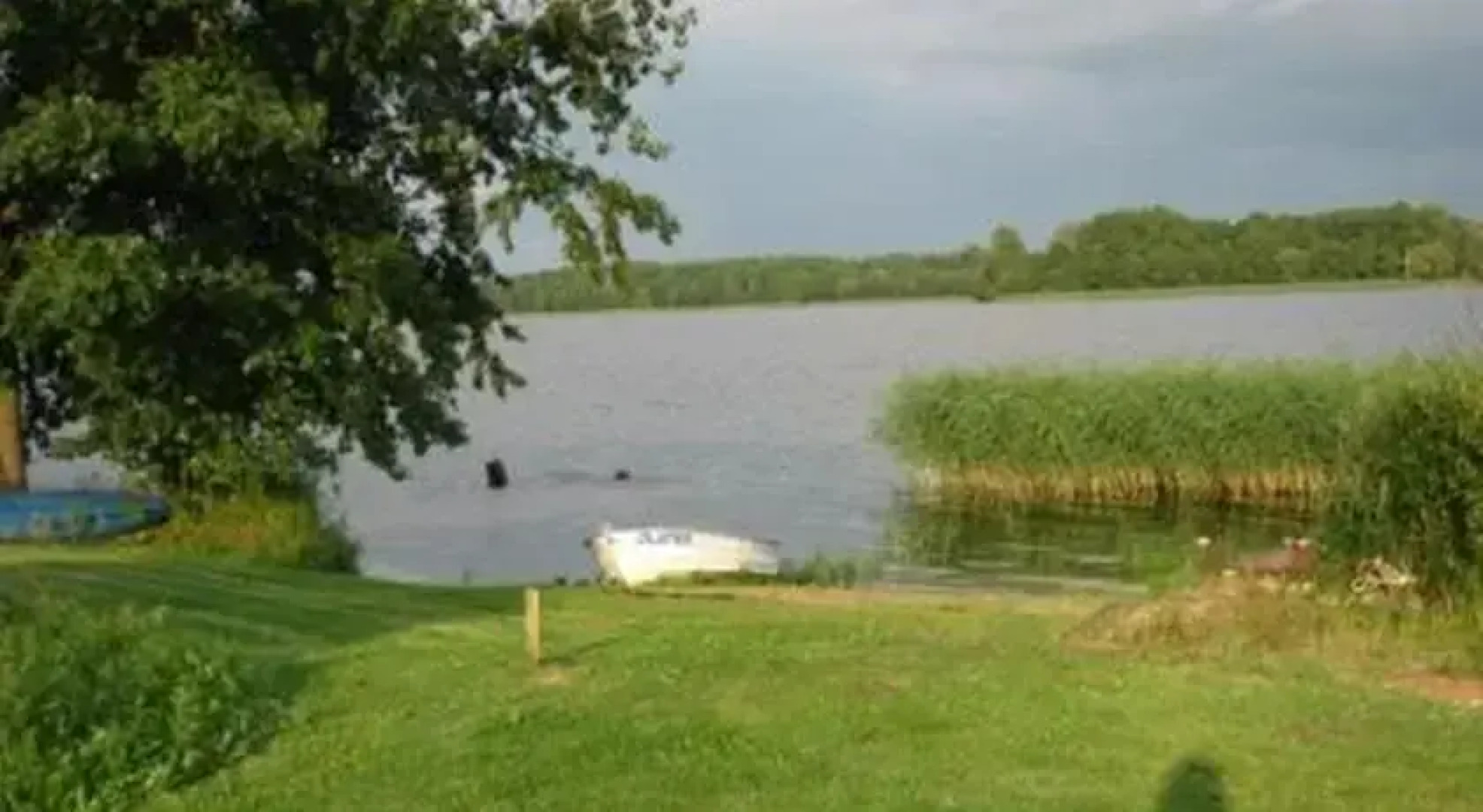 Przepiórka - Lisewo