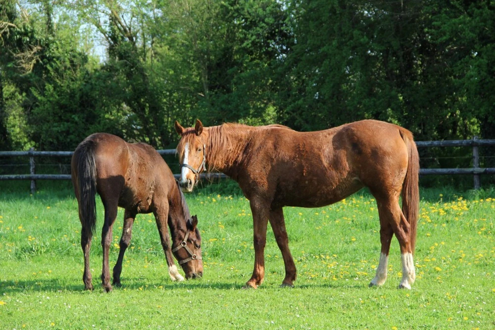 Domaine De Soignolles