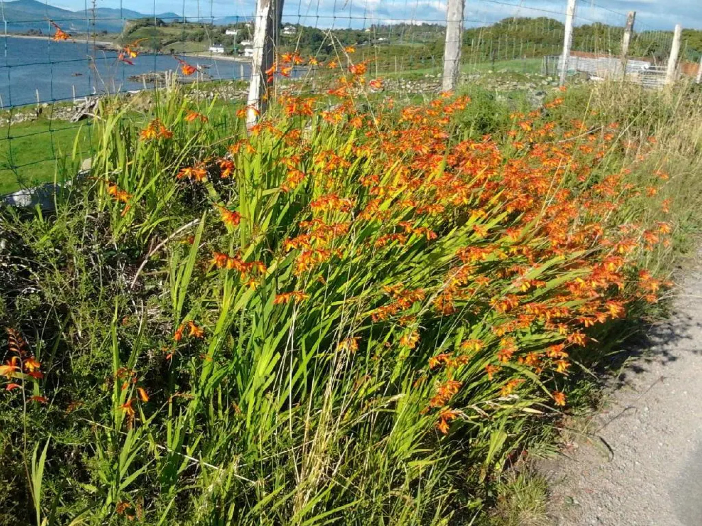 Westland Apartment No. 1