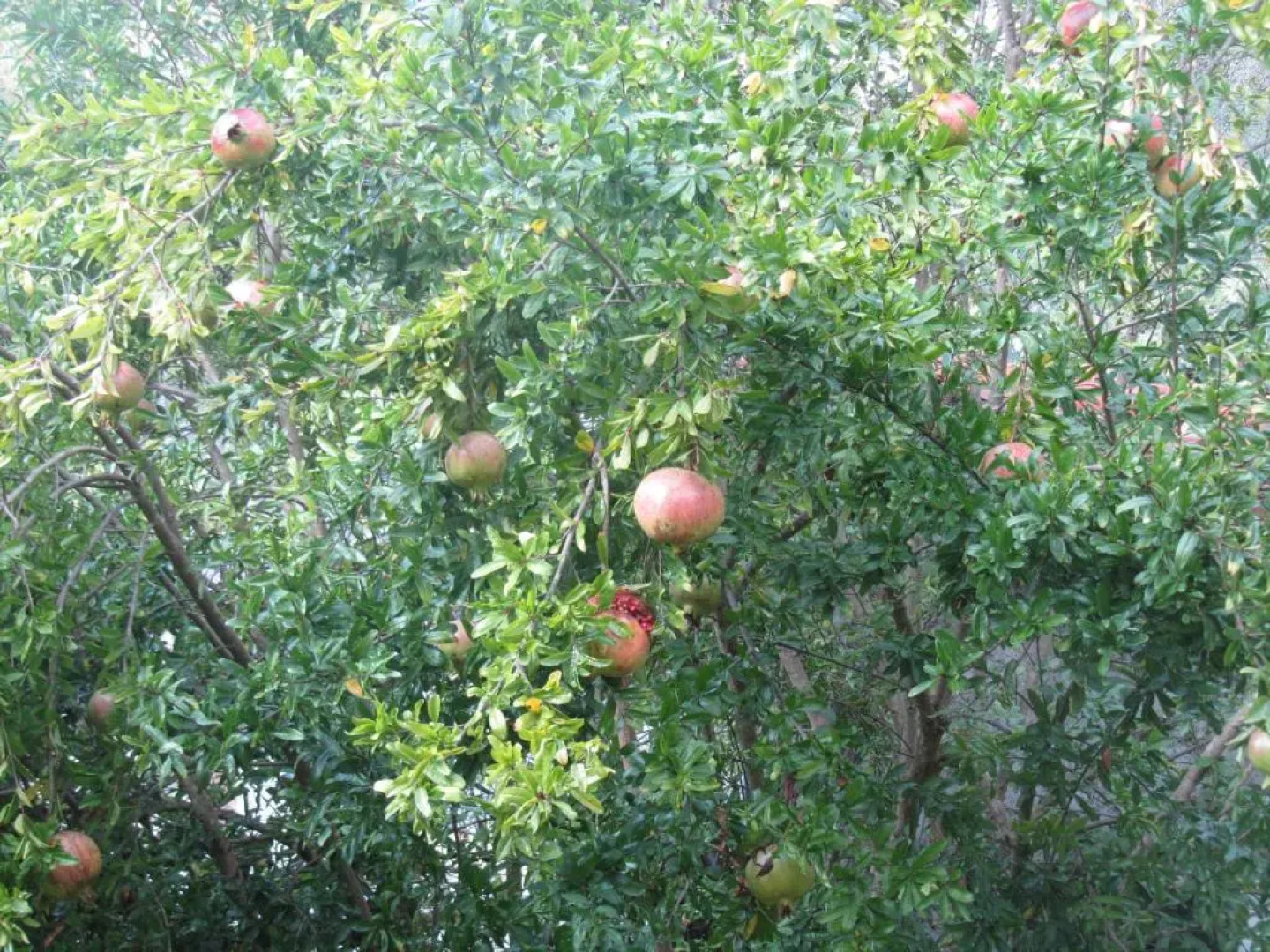 La Felice Casa Di Nonno Battistino