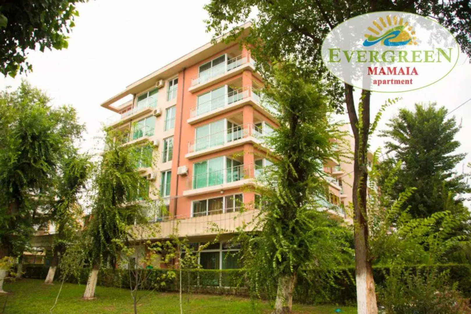 Evergreen Vlas Mamaia