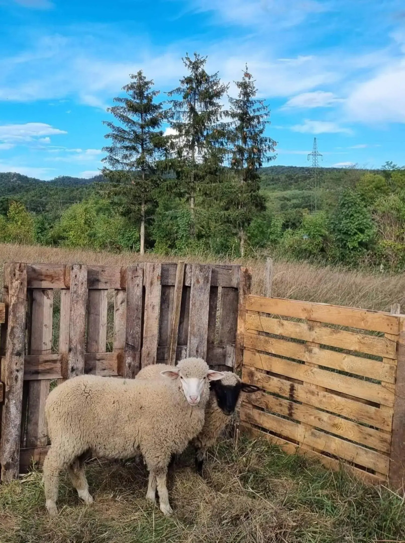 Pilikán Apartments - Park - Vineyard & Sheep farm