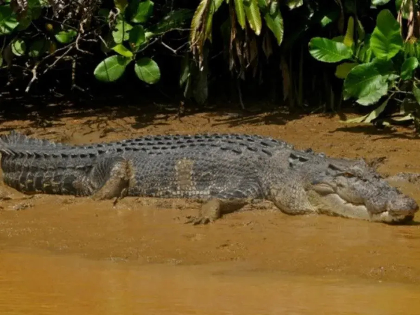 Kinabatangan Wetlands Resort