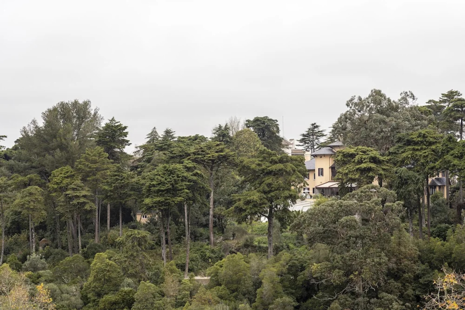 Sintra Marmoris Camélia