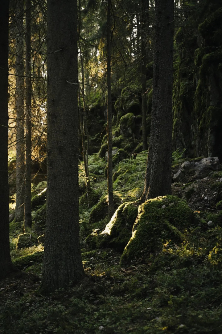 Вили Улей Карелия