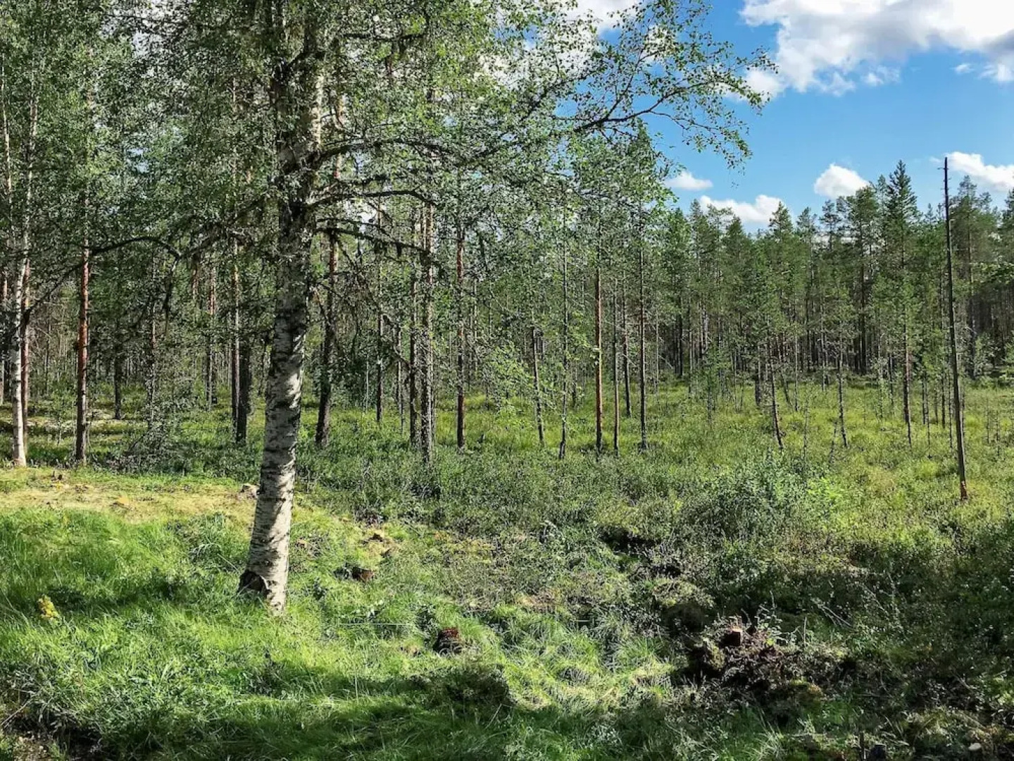 Vintage Forest Retreat-by Traum