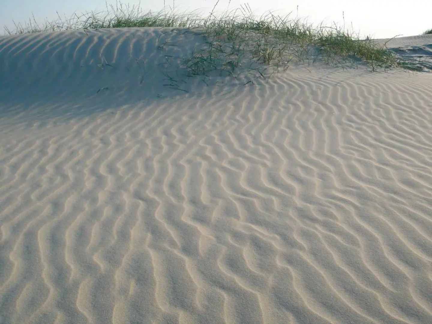 Lachmöwe - [#29741]