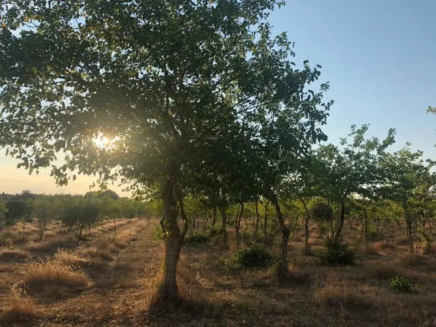 Antica Masseria Jorche