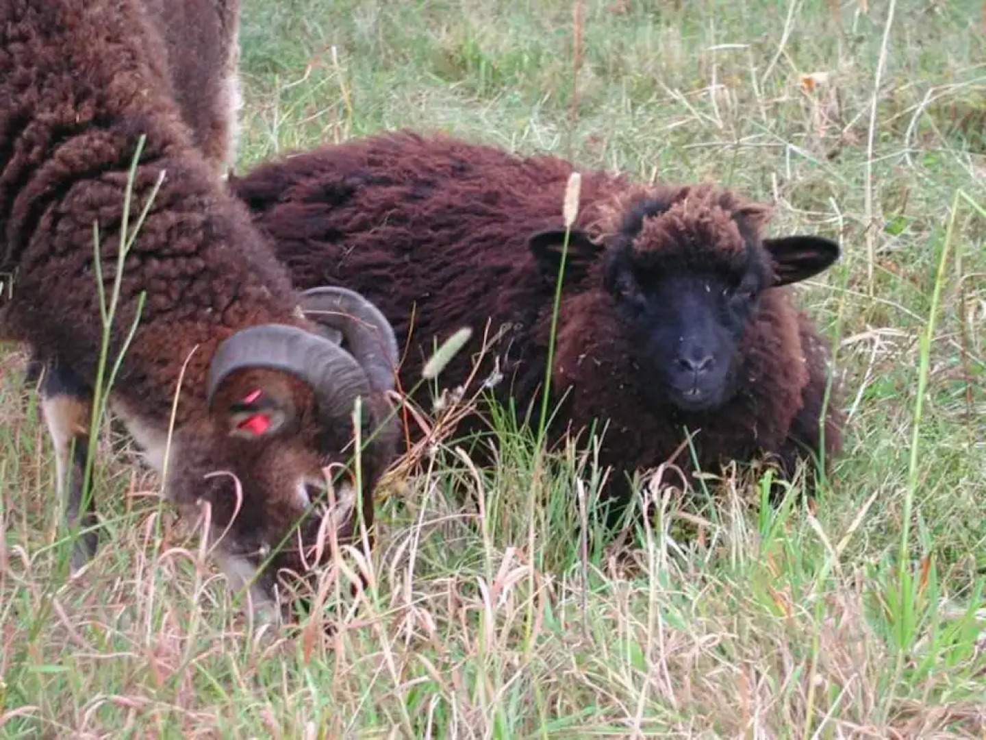 Three Pines Bed and Breakfast