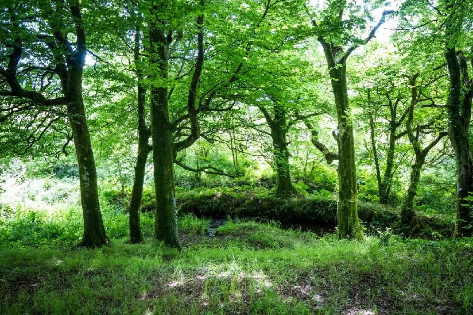 Ta Mill Cottages & Lodges - Brookview Lodge 2