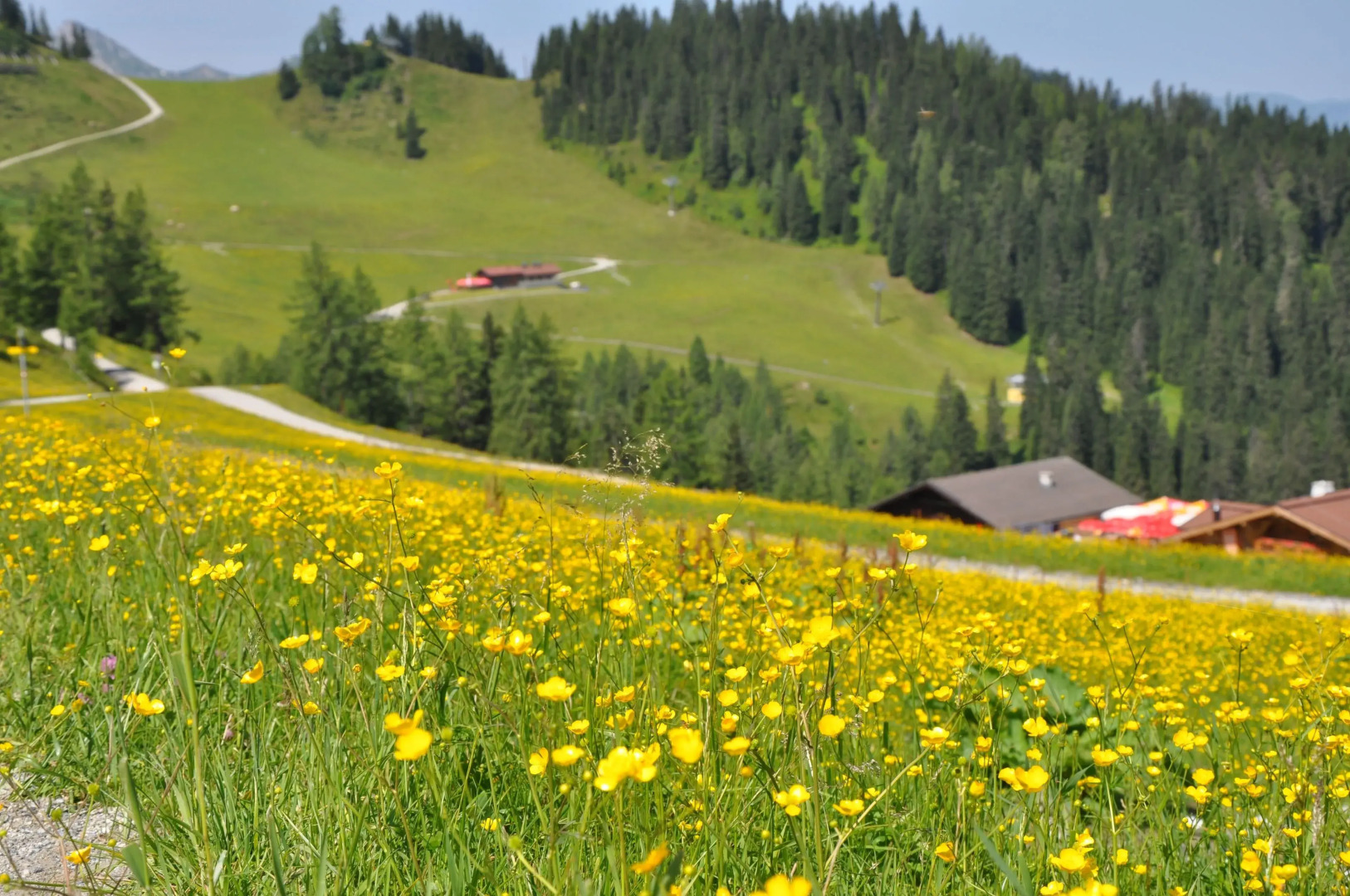 Appartement Schattauer