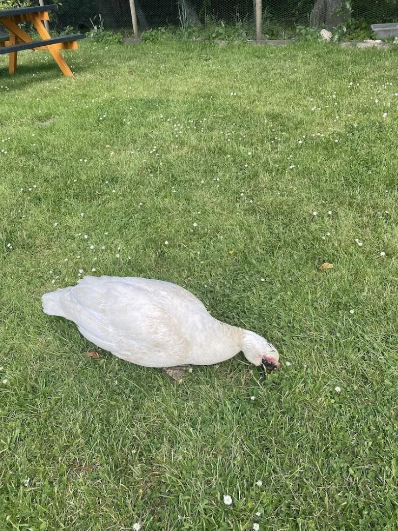 The penruddocke arms