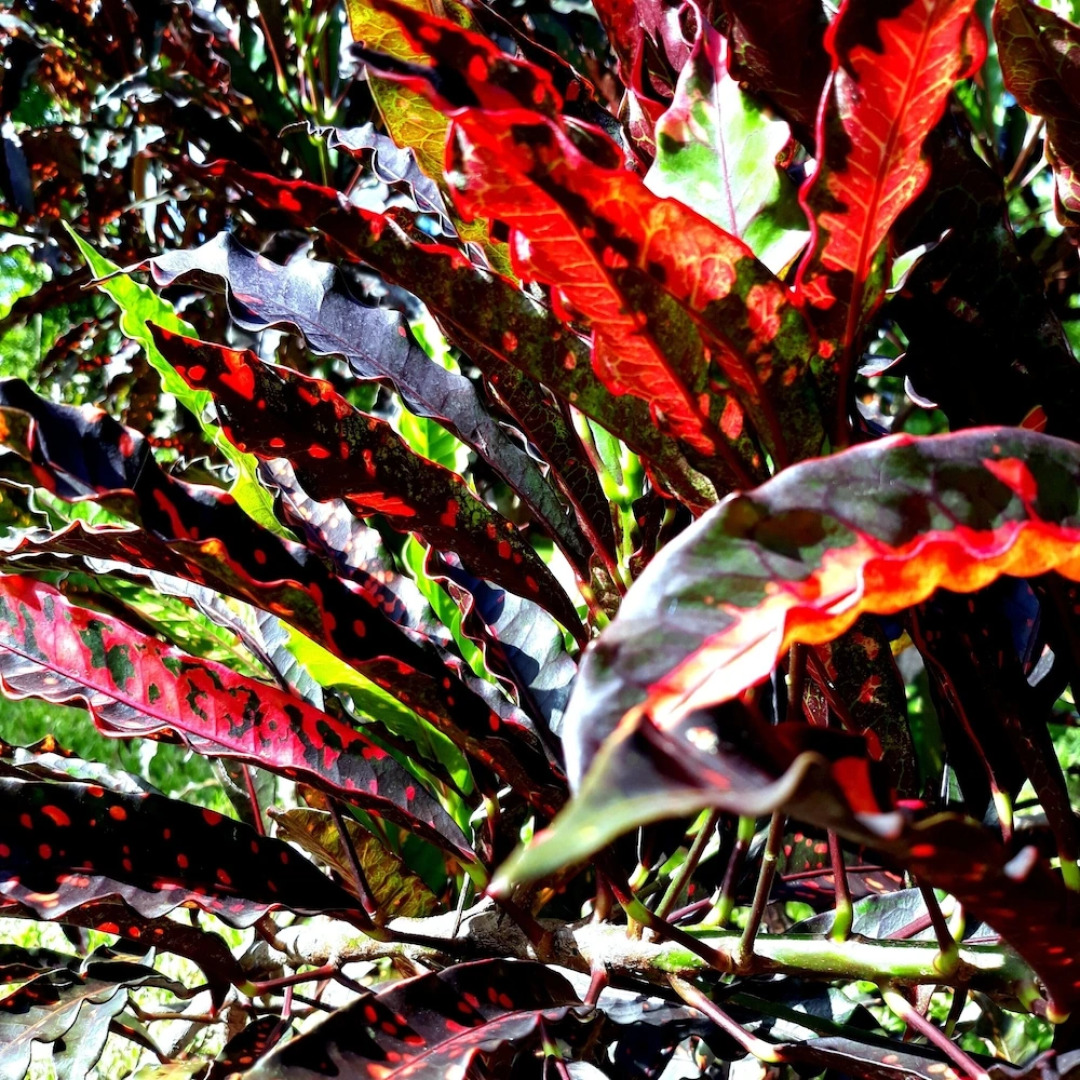 Tiwani Sunset, a Little Piece of Eden