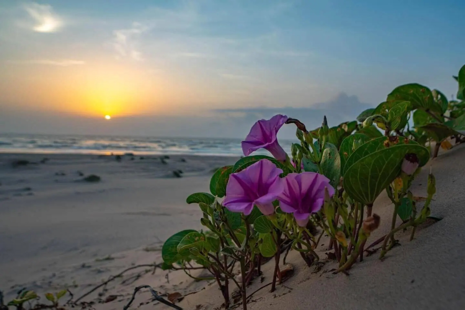 Coco Beach Hotel on South Padre Island