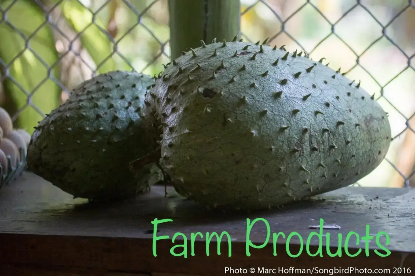 Wendy´s Eco Guest House - Sarapiquí