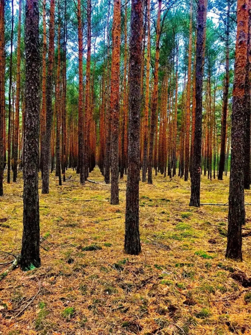 Spree-Waldhotel Cottbus