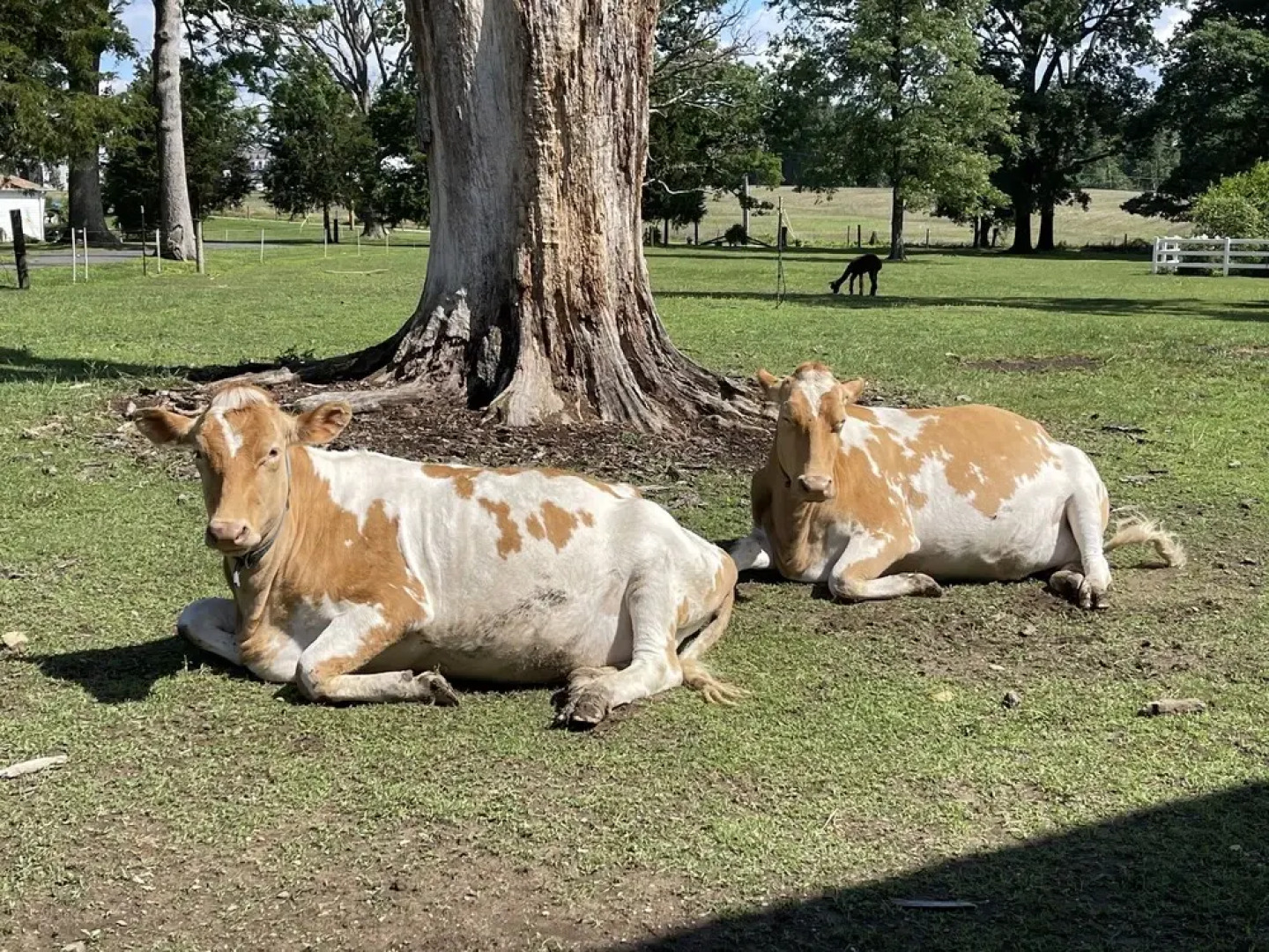 Hobbit House On A Gentleman's Farm 3 Bedroom Farmhouse by Redawning