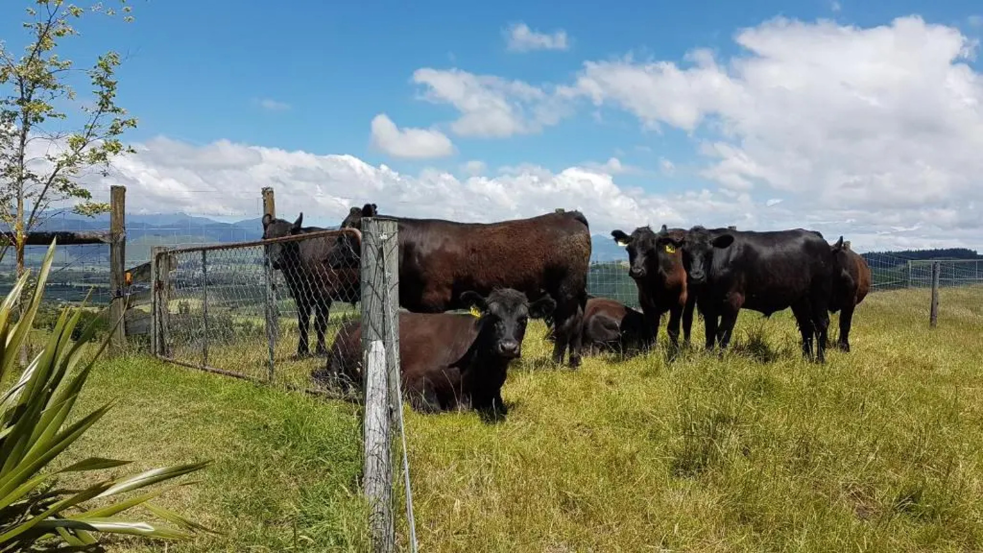Golden Hills Farm Cottage