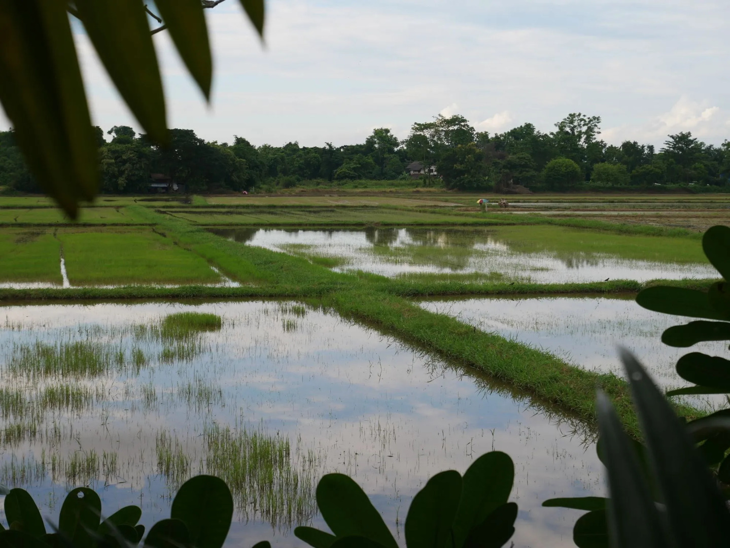 Baan Suan Palm Resort