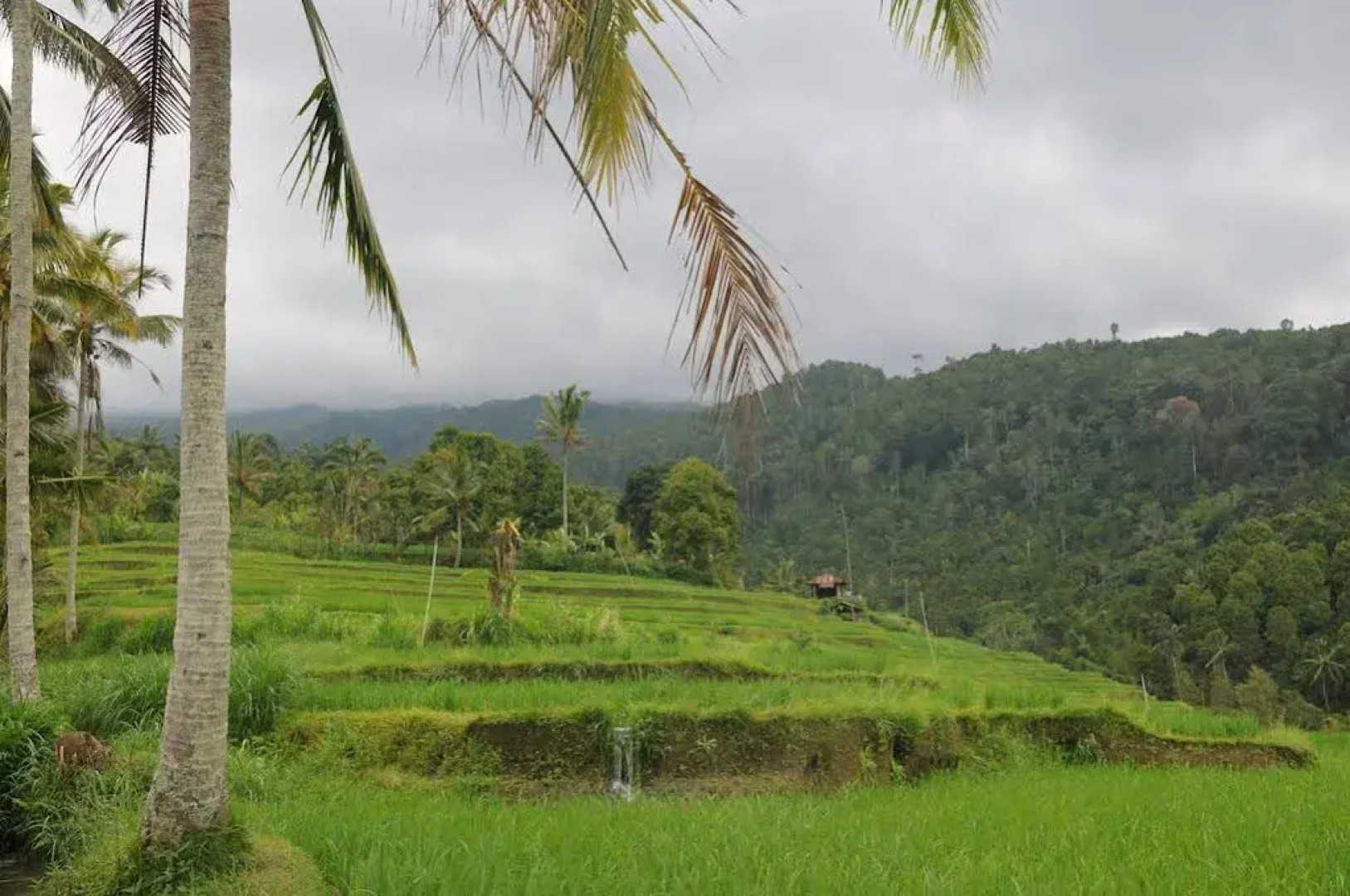 Puri Sunny Guesthouse