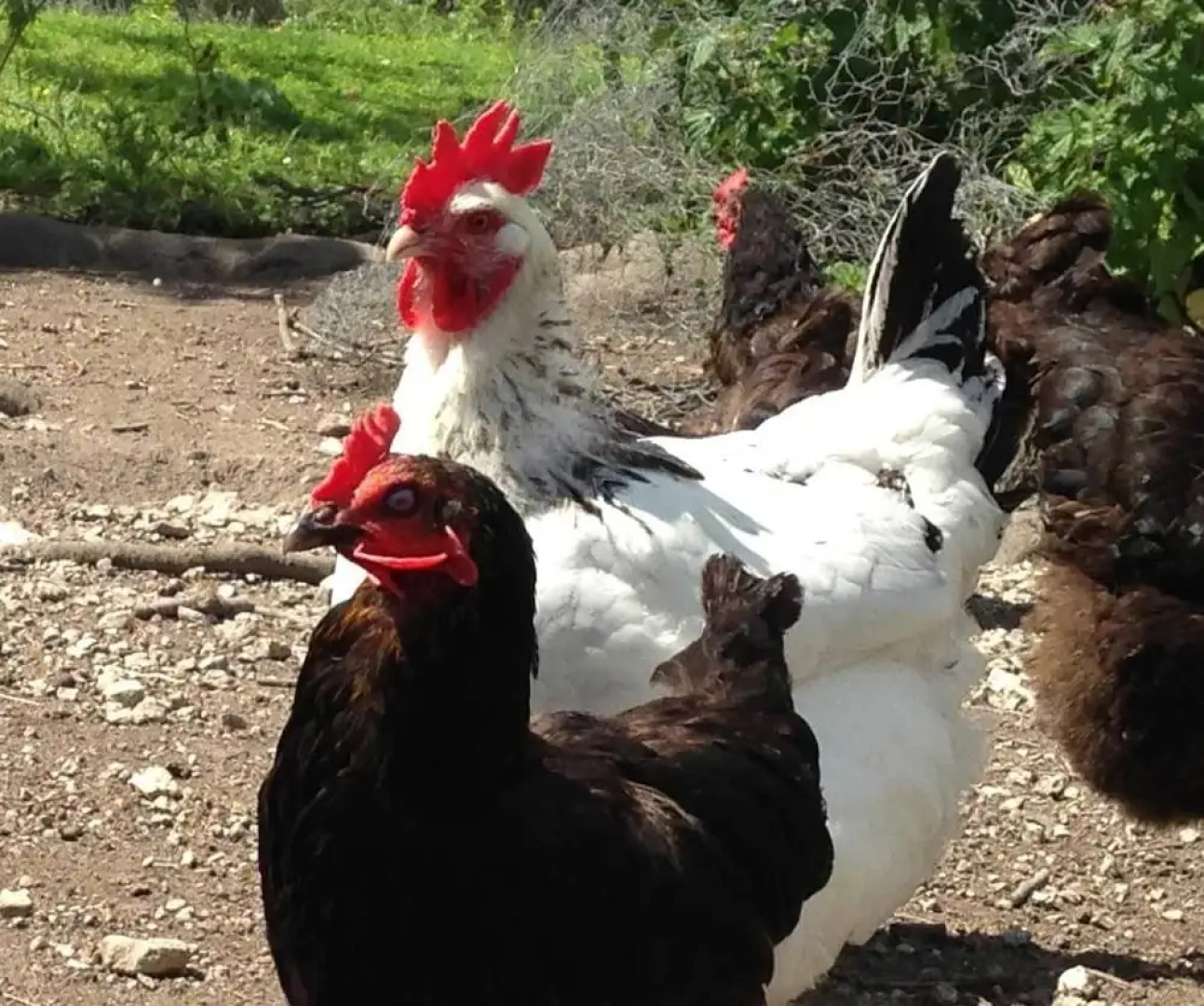 Byre Cottages and Cafe Museum
