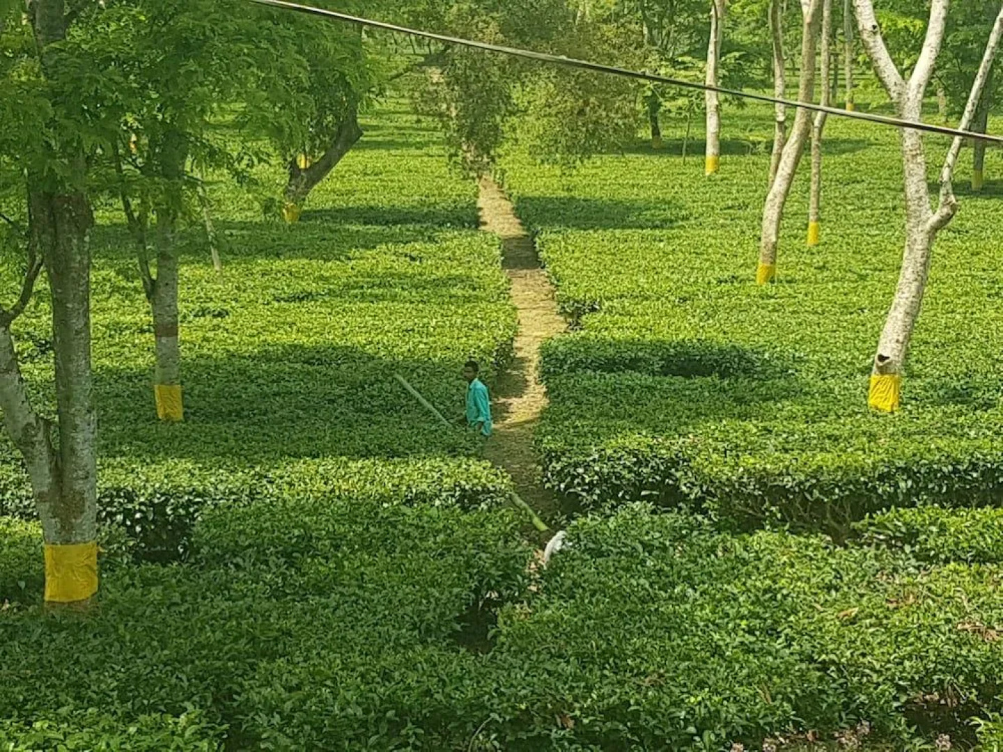 Homestay By the Tea Garden Dibrugarh