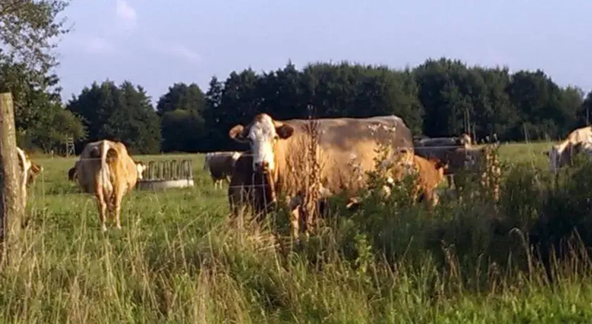 Ferienhaus Michel in Vorland