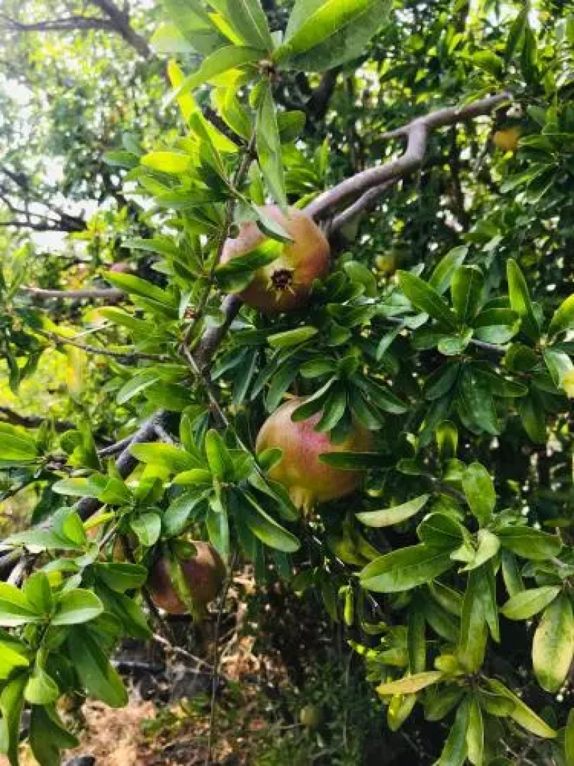 Domus Agricolae Corallina