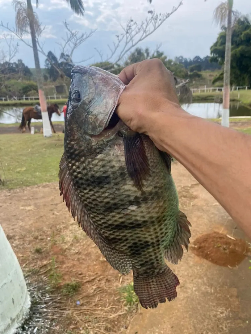 Pousada do Brasinha