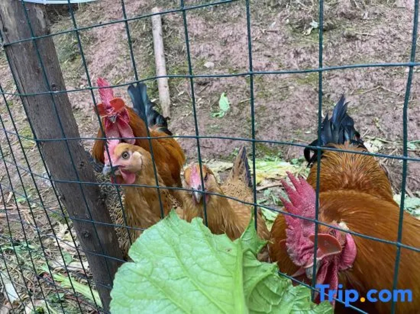 Blossom Hill Hotel Ya'An Tea Horse Department Hote