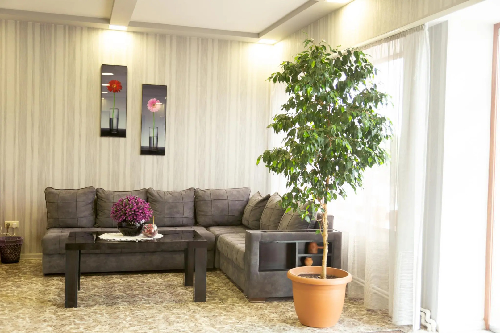 Felisa Gyumri (Фелиса)