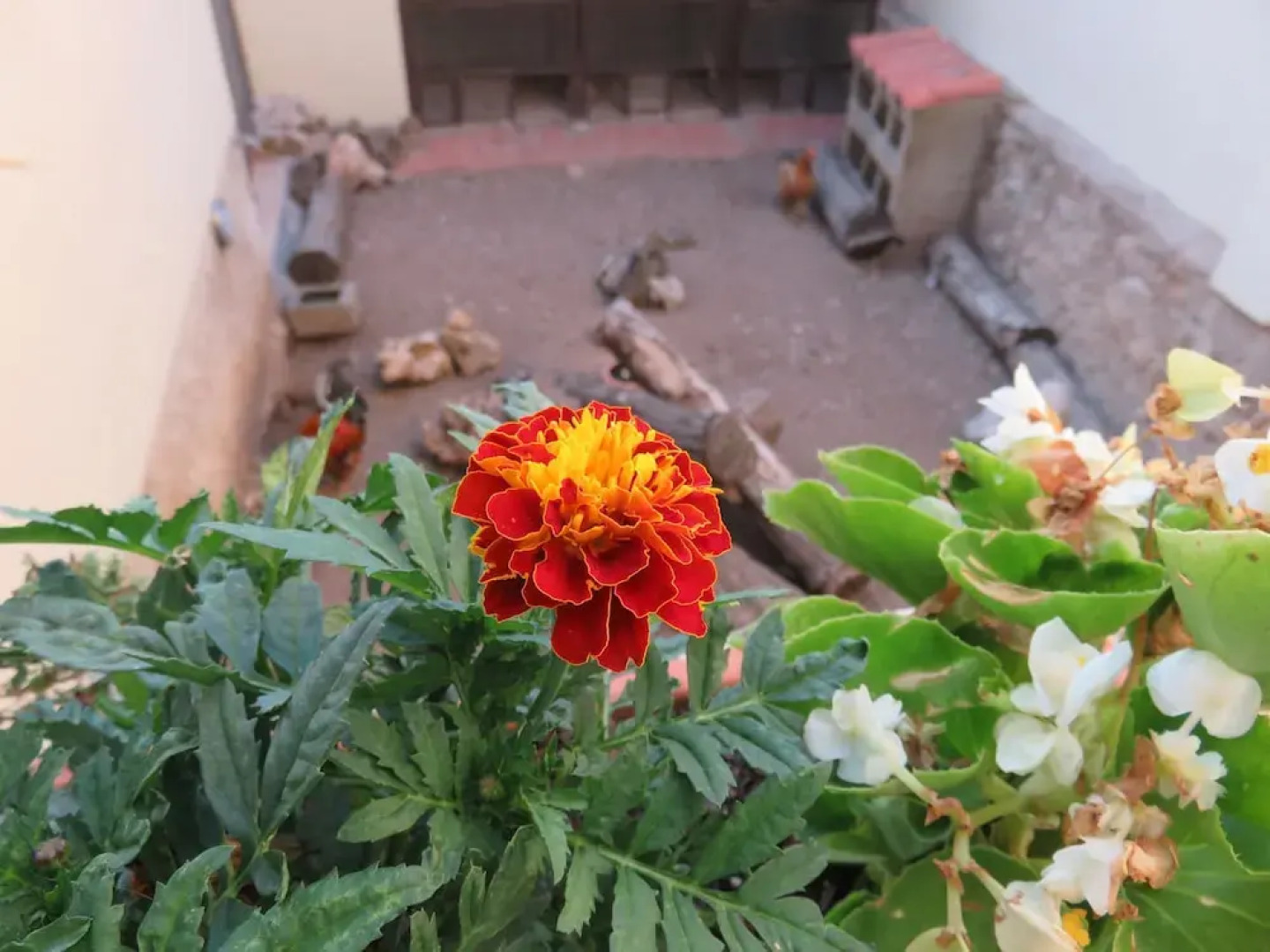 Self Catering Can Cabano for 8 People