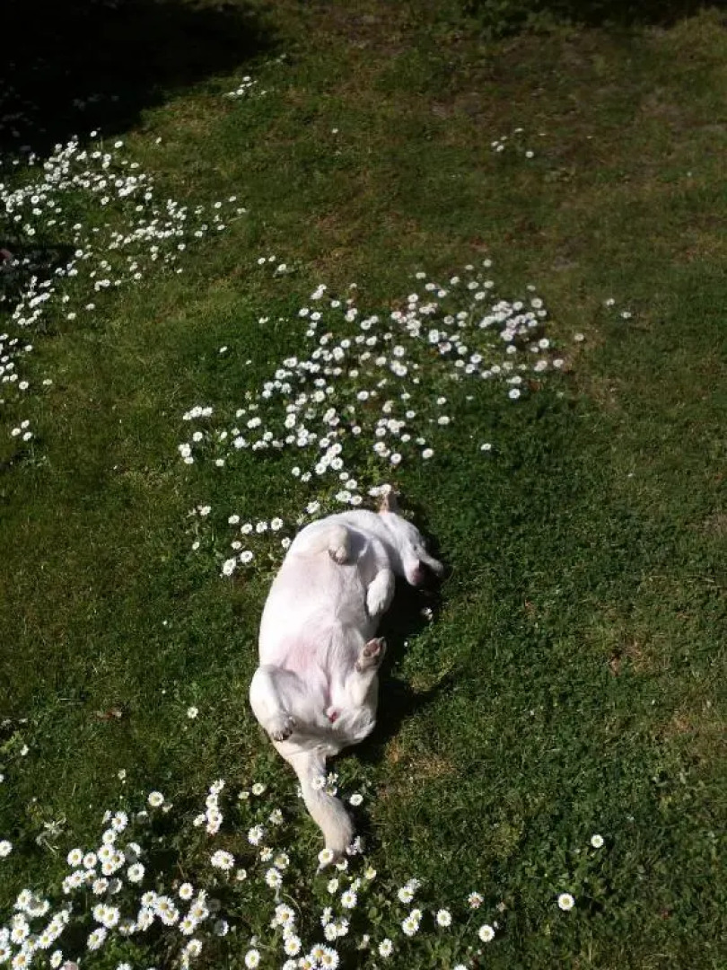 Villa à l'Ancien Pigeonnier