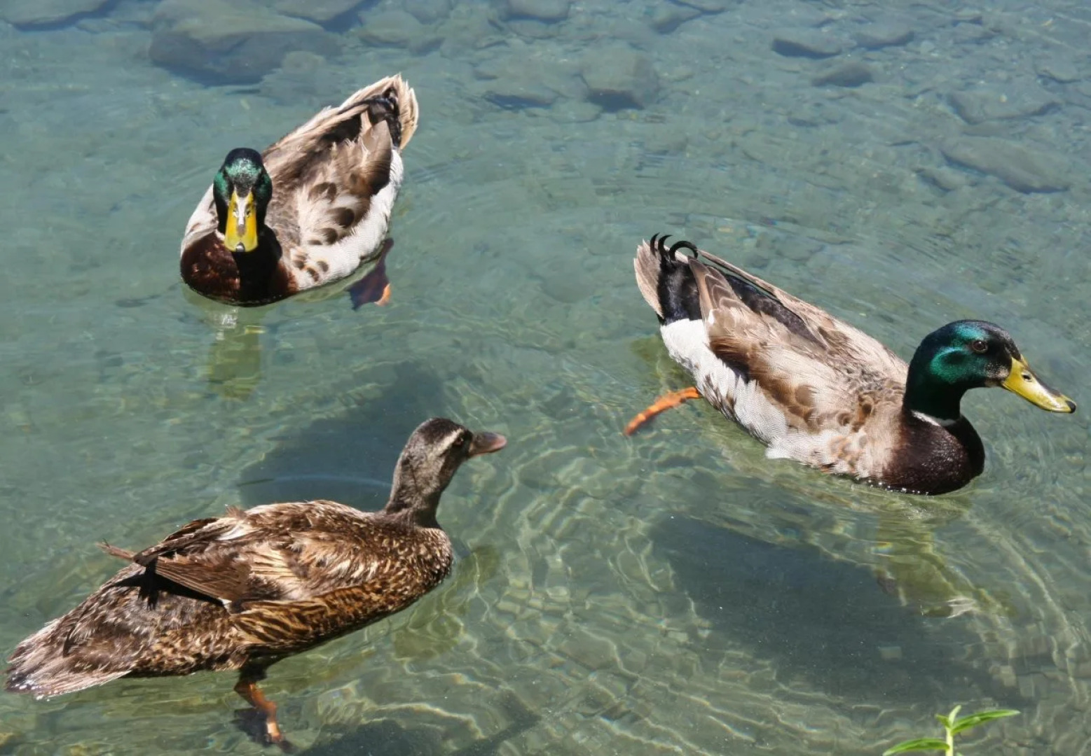 Beauty Spring and Harvest B and B