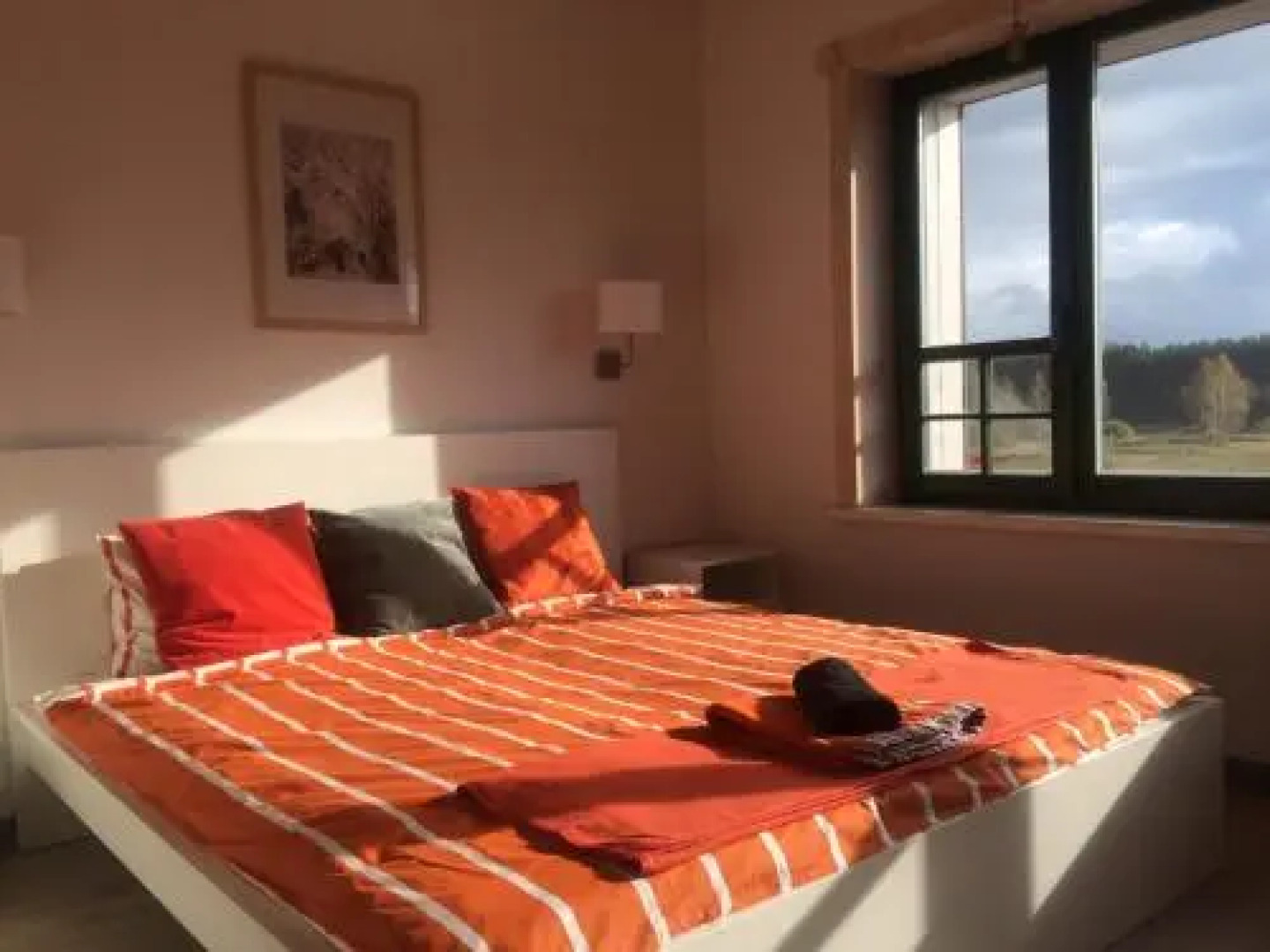 Chamedafne w Puszczy Kampinoskiej