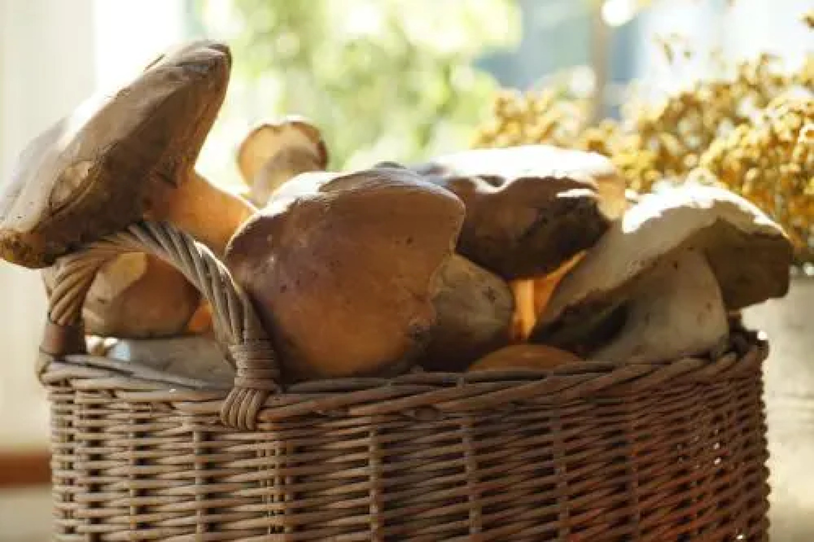 Agroturystyka Aleksandryn