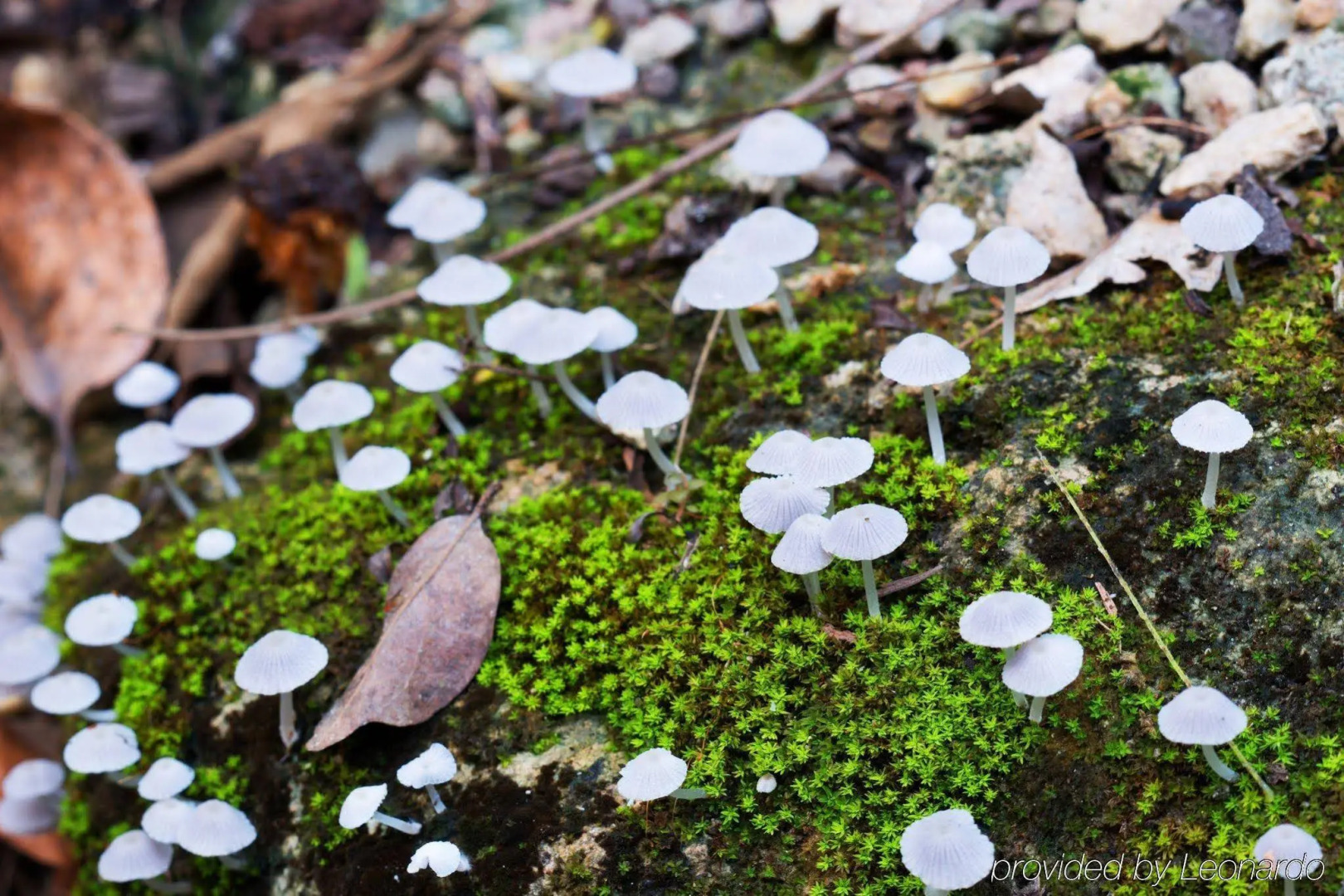 The Explorean Selva Maya Kohunlich