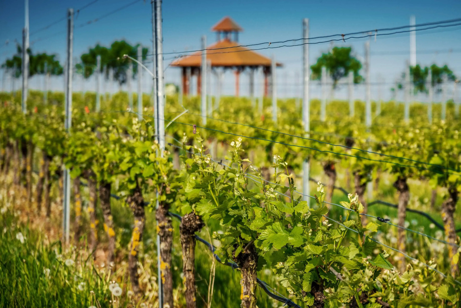 Best Western Plus Palatin Kongress Hotel