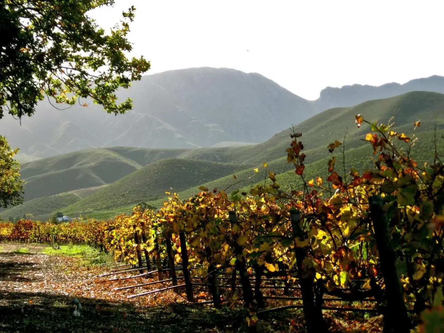 Robertson Backpackers