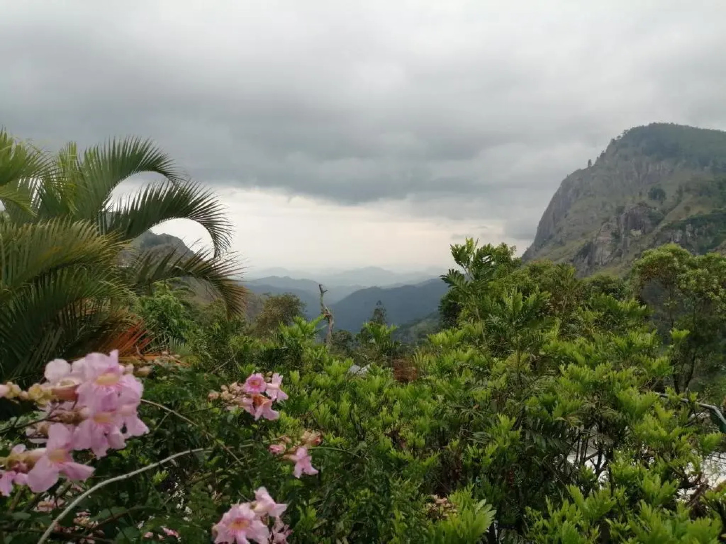 Tea Garden Holiday Inn