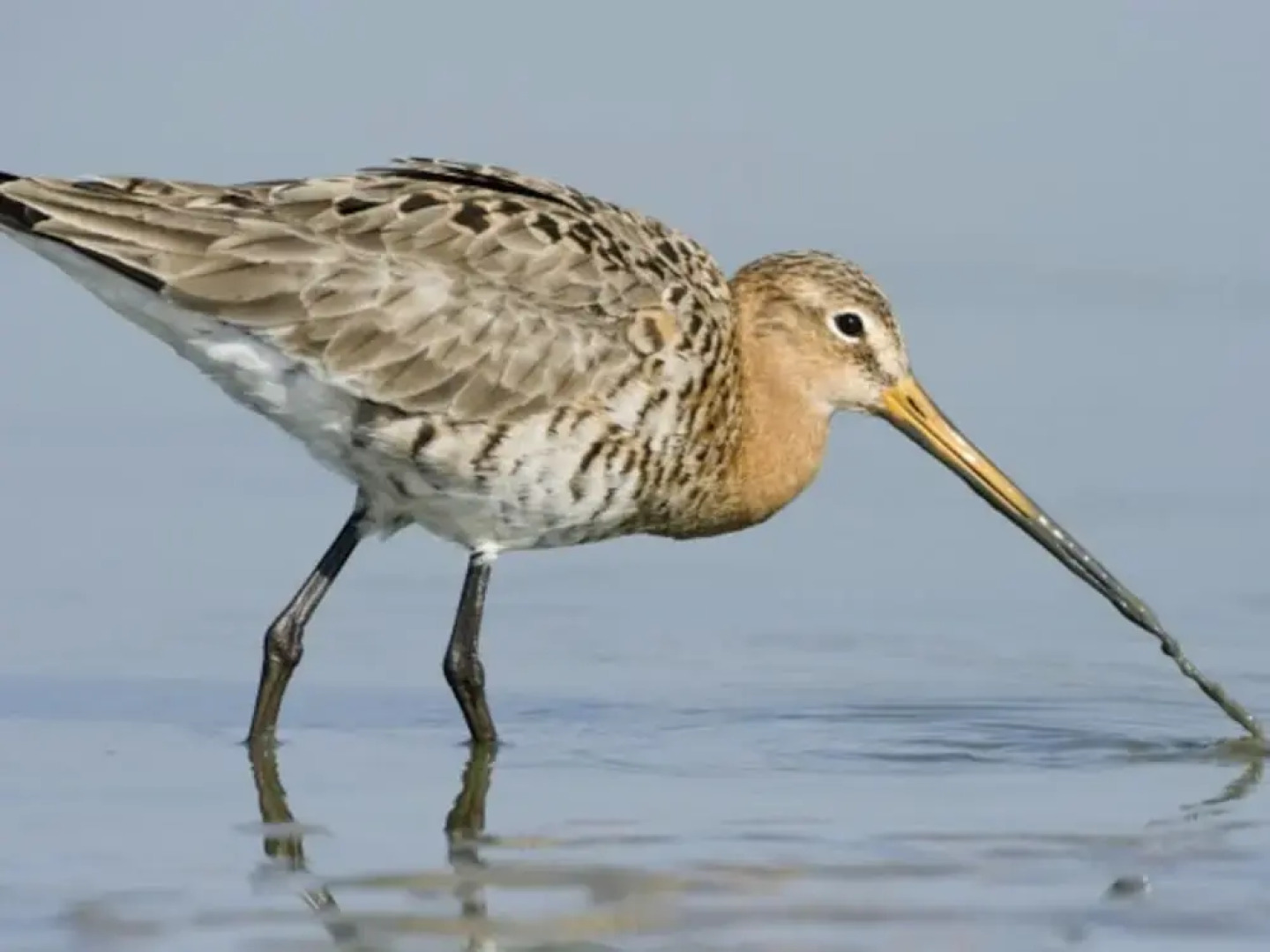 Luxurious Penthouse With 3 Bathrooms, Near the Sea