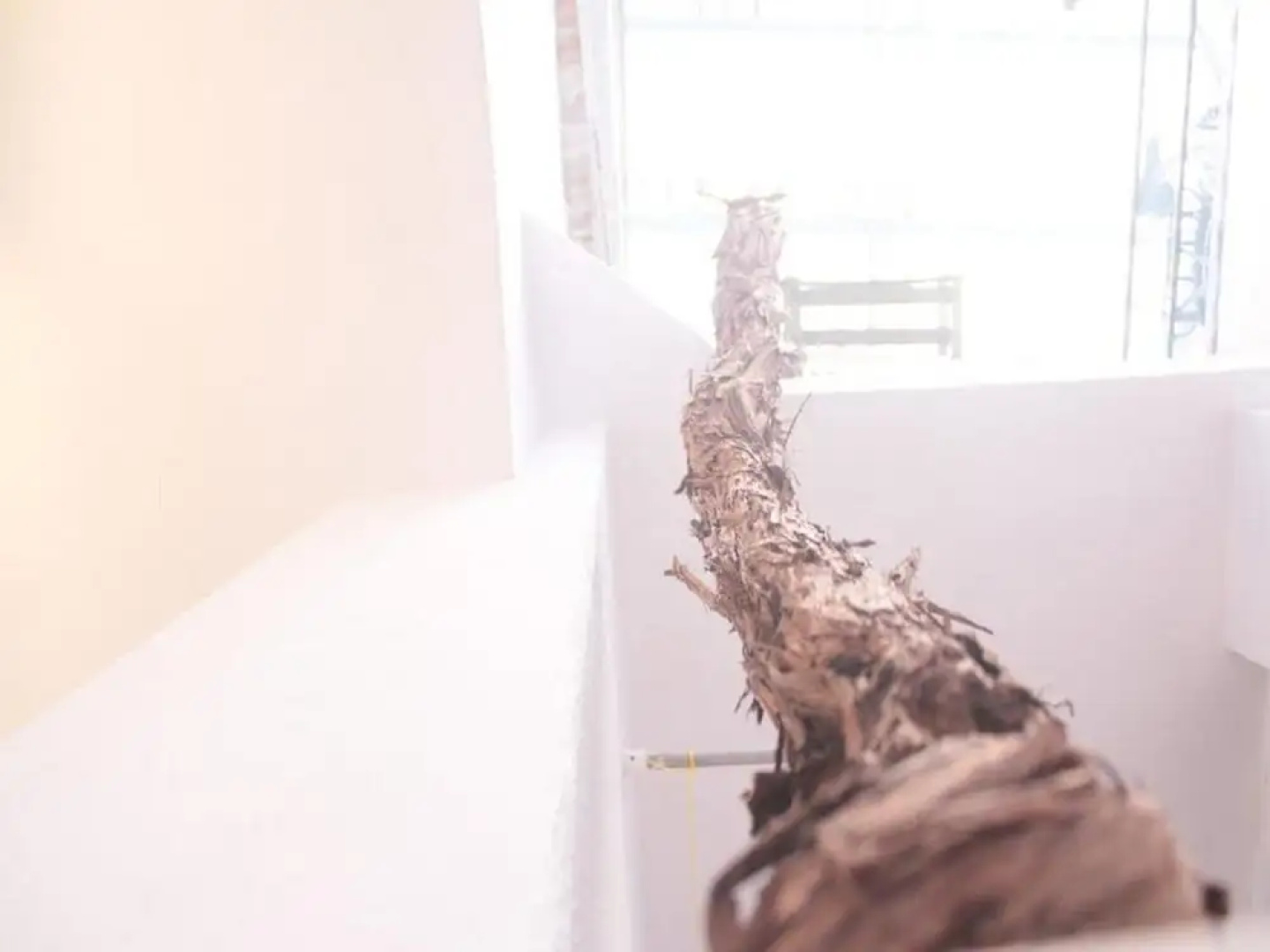 Studio Toniko