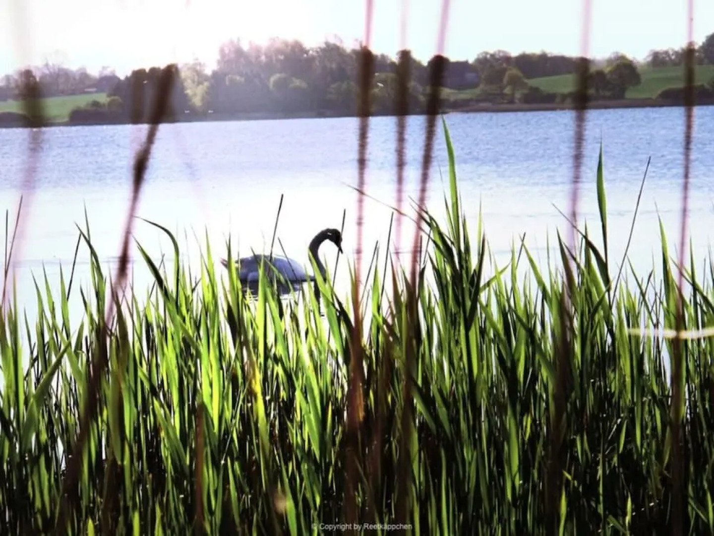 Schwanen Herz Comfortable Holiday Residence