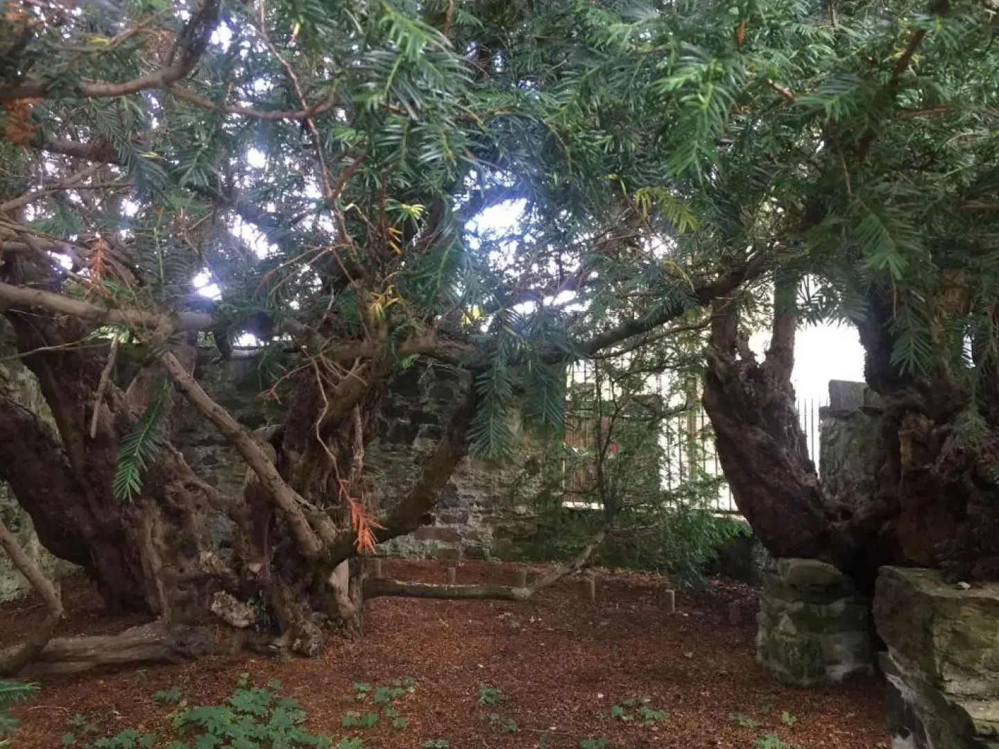 Cosy Rowan woodland lodge no1