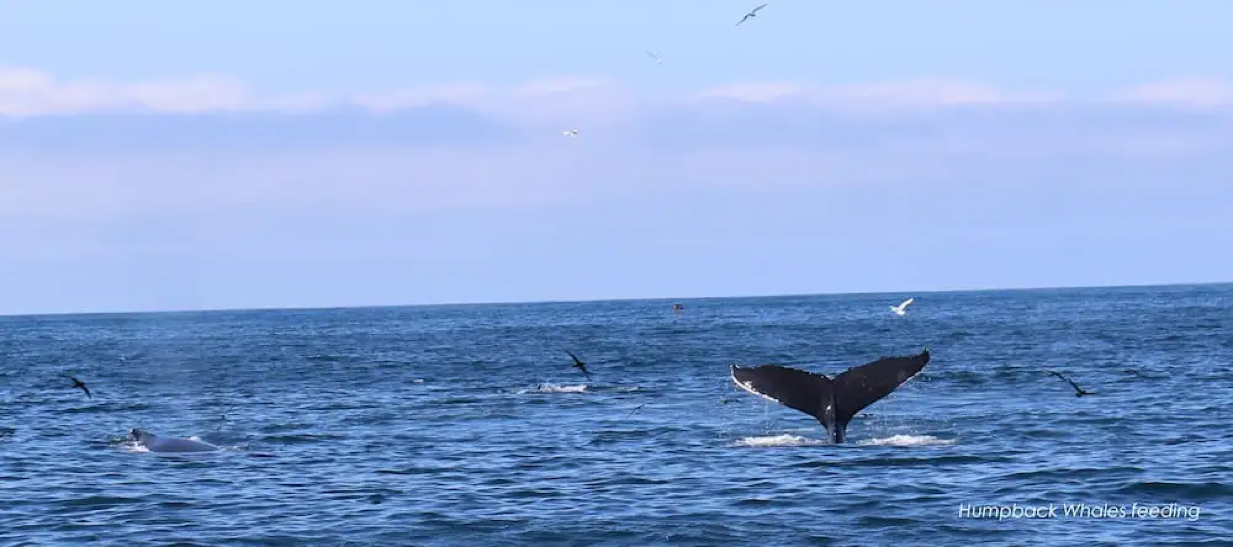 Great Blasket Island Accommodation
