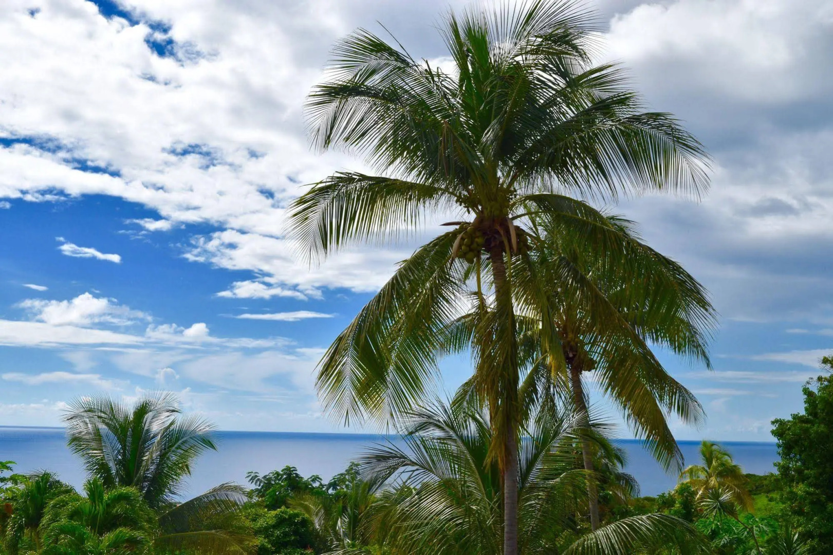 PARADIS TROPICAL appart'hotel