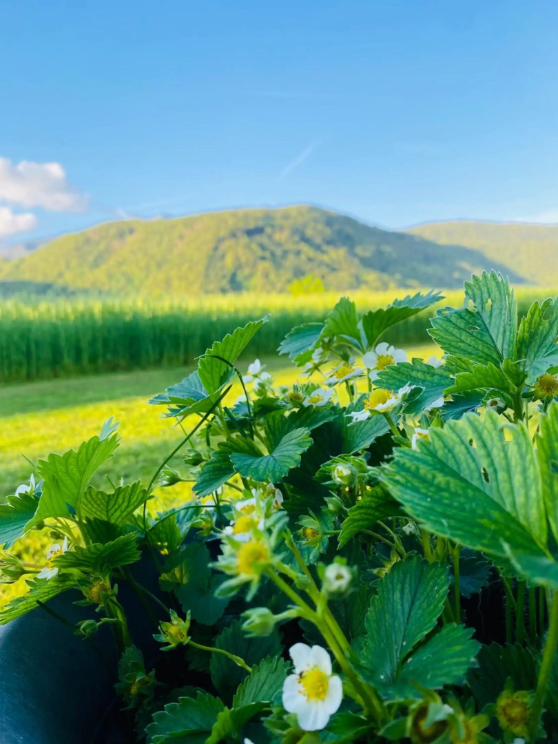 Rooms & Apartment ZALA