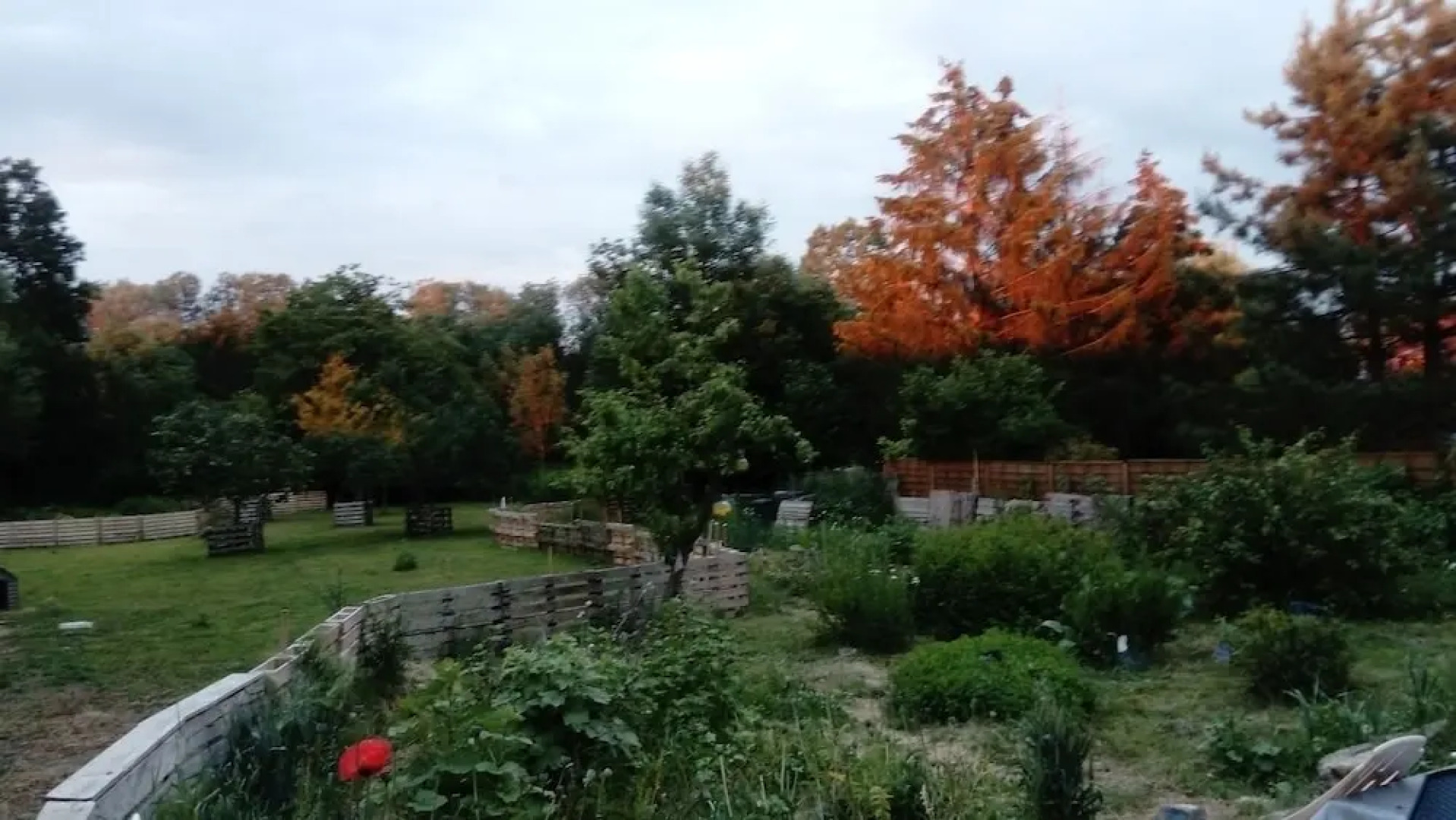 Au bois de mon coeur