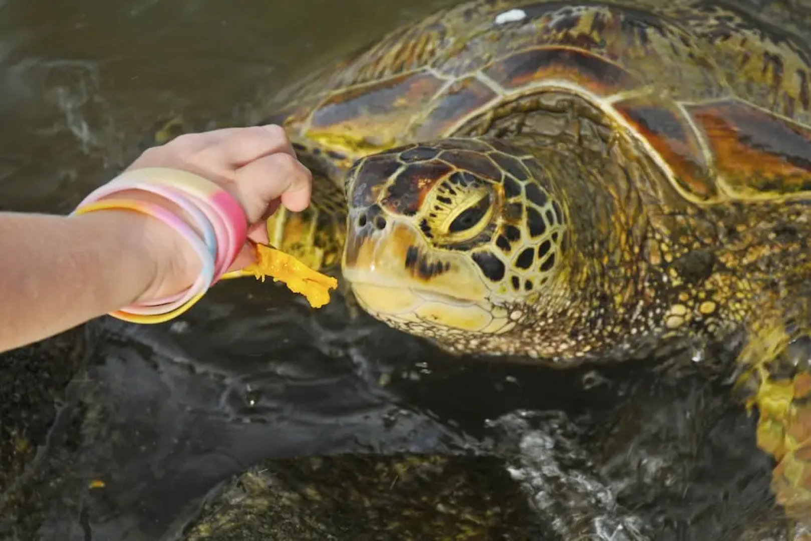 Sa'Moana Beach Bungalows