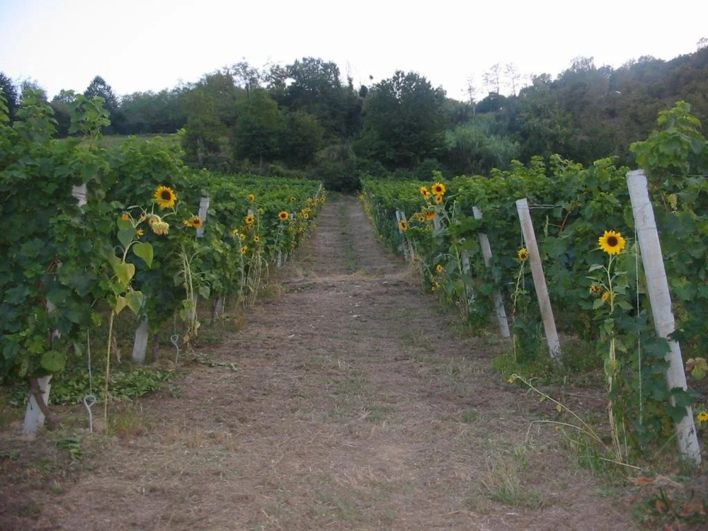 Agriturismo Brusalino